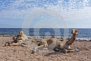 Camels laying on Red sea beach, Egypt