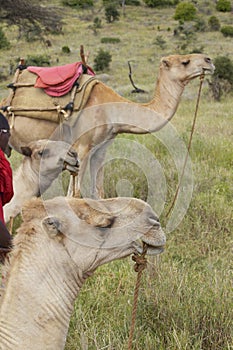 Camels at Lewa Conservancy, Kenya, Africa