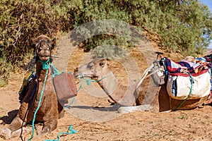 Camels lie in the Sahara Desert, Morocco
