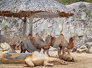 Camels lie, stand in the zoo under a canopy