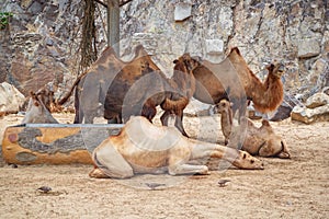 Camels lie, stand in the zoo under a canopy