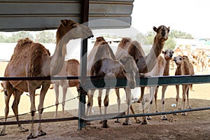 Camels live in a Bedouin village in the Negev desert in southern Israel