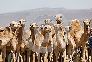 Camels at livestock market. Babile. Ethiopia.