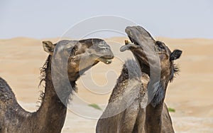 Camels in Liwa desert