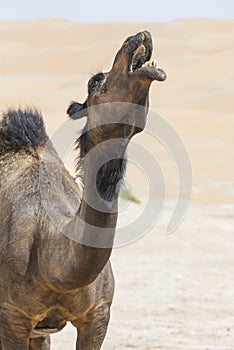 Camels in Liwa desert