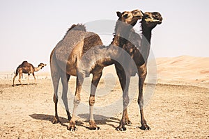 Camels in the liwa desert in Abu Dhabi