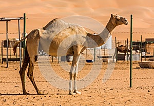 Camellos en desierto 