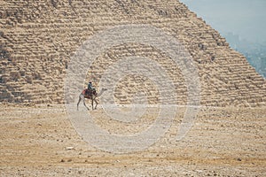 Camels with local Bedouin walk through desert near the Great Pyramid of Khufu in Giza near Cairo, Egypt