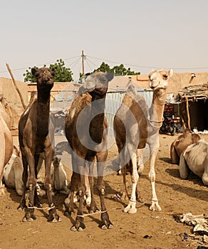 Camels at the Local cattle market in Agades, Air, Niger