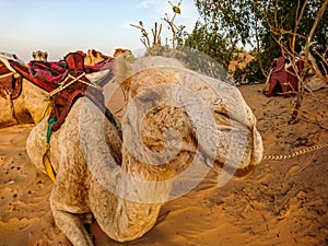 Camels in the Lompoul Desert