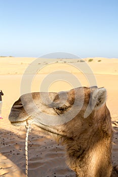 Camels in the Lompoul Desert