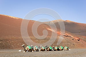 Camels lying down at volcanic landscape in Timanfaya National park