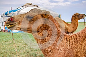 Camels lying in front of yurt
