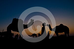 Camels with man at sunrise