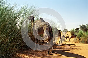 Camels, Mauritania