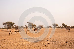 Camels in Mauritania