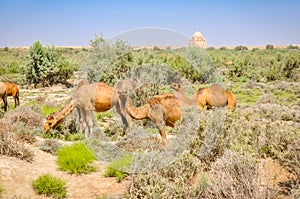 Camels in Merv