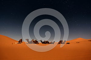 Camels in Merzouga dunes photo