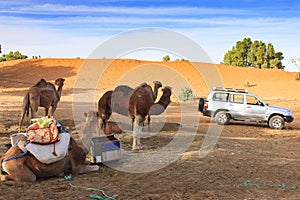 Camels in Merzouga photo