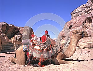 Camels in the middle of the Wadi Rum desert