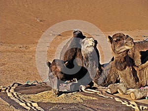 Camels in the moroccan sahara desert