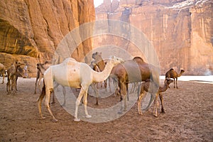 Camels in mountain desert in Chad photo