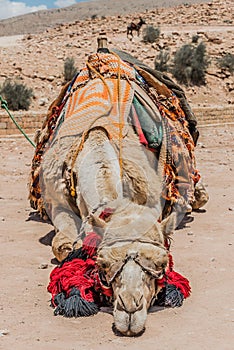 Camels in nabatean city of petra jordan