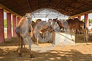 Camels in National Research Centre on Camel. Bikaner. India