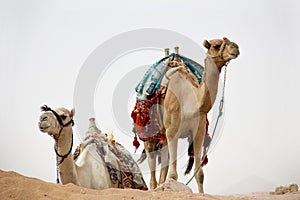 Camels in nature