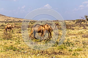 Camels near Marsabit town, Ken