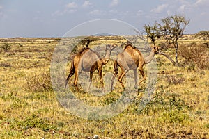 Camels near Marsabit town, Ken