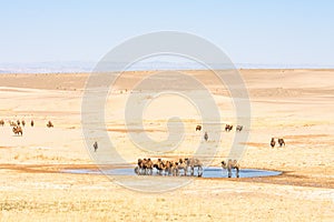 Camels near oasis in sunlit desert