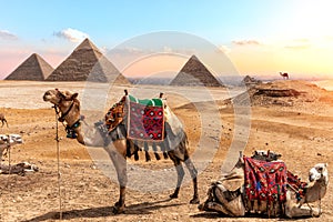 Camels near the Pyramids, beautiful Egyptian scenery