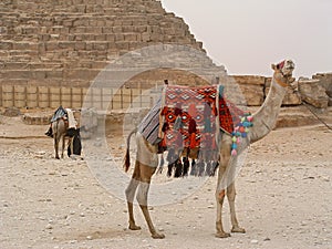 Camels near to Chefren pyramid