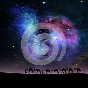 Camels in night.
