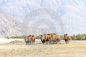 Camels at Nubra valley