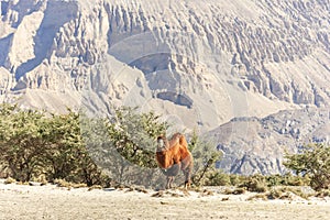 Camels at Nubra valley