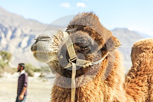 Camels at Nubra valley