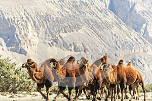 Camels at Nubra valley