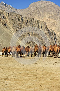 Camels at Nubra valley