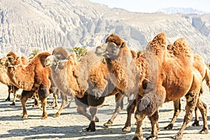 Camels at Nubra valley