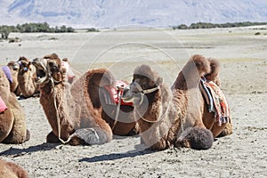 Camels at Nubra valley