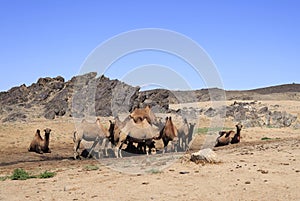 Camels in an oasis in the Gobi desert, Mongolia