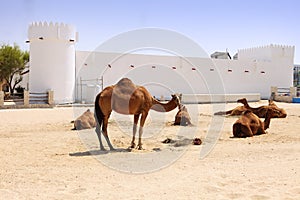 Camels outside Doha fort photo
