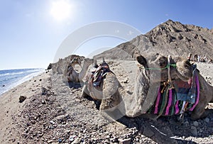 Camels over the Red Sea