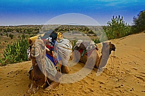 Camels with Packs in India