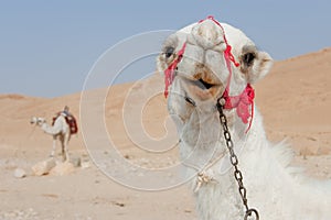 Camels in Palmira, Syria photo