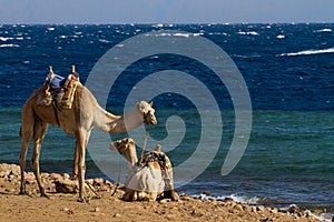 Camels 'parked' on the beach at the Blue Hole, Dahab photo
