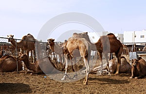 Camels in a pen in Doha