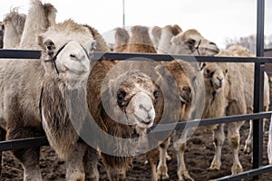 Camels in a pen at the zoo. A hairy camel in a pen with a long light brown fur winter coat to keep them warm, with two